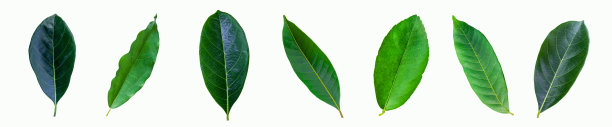 一套绿色的热带植物叶子孤立在白色背景的设计元素图片下载