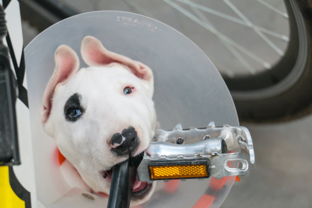 斗牛犬喝白酒却黑眼圈，咬自行车踏板。他戴着兽医锥。图片下载