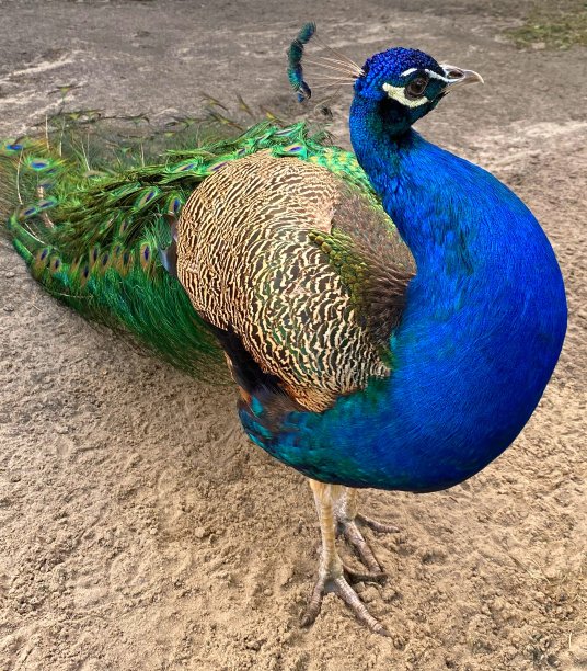 雄孔雀为自己的美貌而骄傲。美丽的蓝色印度孔雀，有光泽多彩的羽毛。图片下载