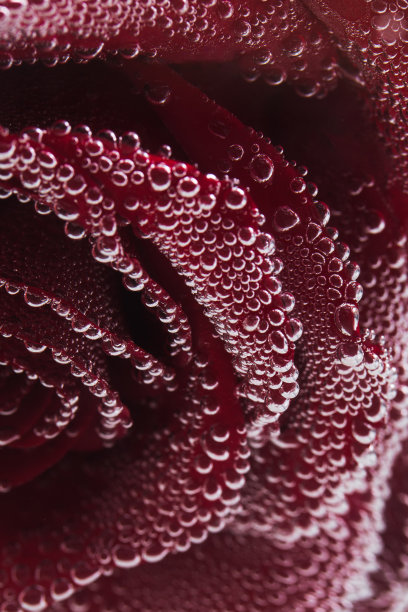 红色背景上的一朵红玫瑰，水中的气泡。图片下载