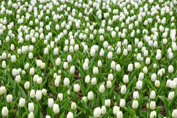近距离看，一片美丽的白色郁金香。春天的背景与嫩郁金香。白色花的背景。图片下载