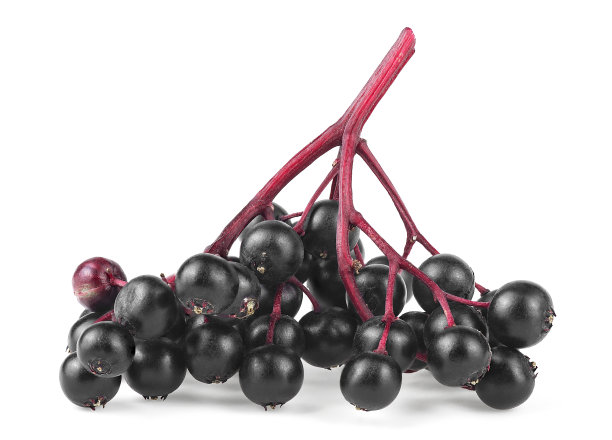 孤立在白色背景上的森林黑sambuus的一支。有机接骨木。黑接骨木果实。图片下载