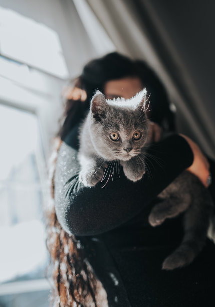 英国短毛小猫在怀里扭动图片下载