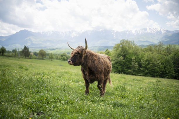 苏格兰山区的牛。图片下载