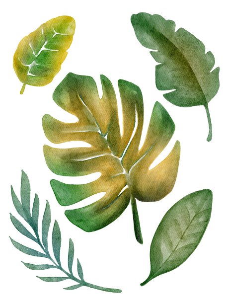 手绘水彩画一套绿色的热带树叶。用于海报，卡片，明信片，印刷，纺织，图案，婚礼，派对，小册子，框架图片下载
