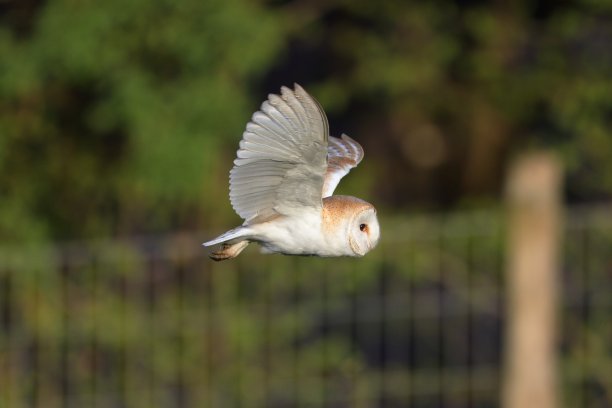 谷仓猫头鹰图片下载