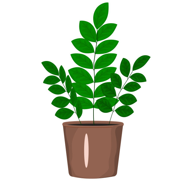 Zamioculcas。室内植物盆栽孤立向量图像上的白色背景。盆栽zamioculcas彩色图标在平面风格。图片下载