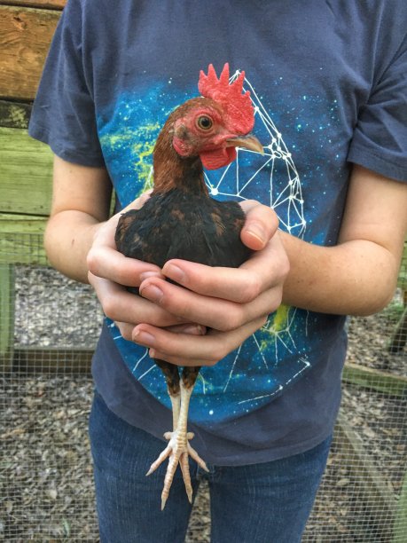 短小精悍的小公鸡图片下载