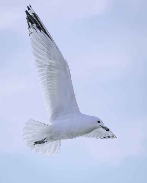 海鸥之翼:中途飞行的海鸥图片下载