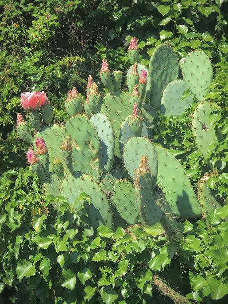 舞会的美人。图片下载