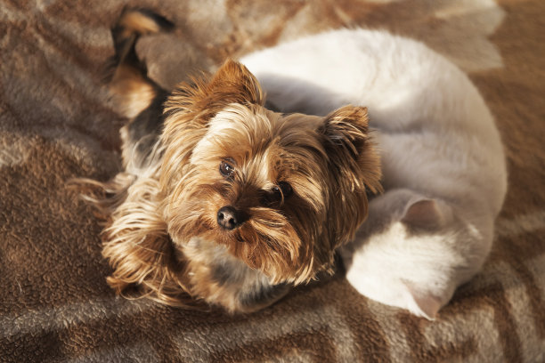 一只可爱的白色小猫和一只约克郡小猎犬睡在一起图片下载