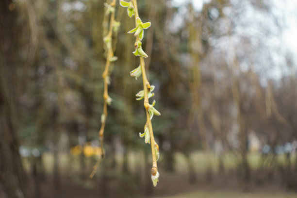 三月垂柳小枝上半开的花蕾图片下载