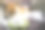 狗喜欢把玩具撕碎图片下载