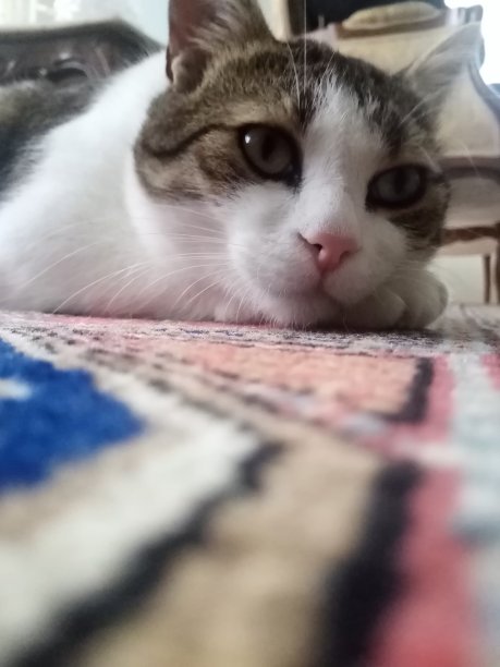 放松一下我的猫图片下载