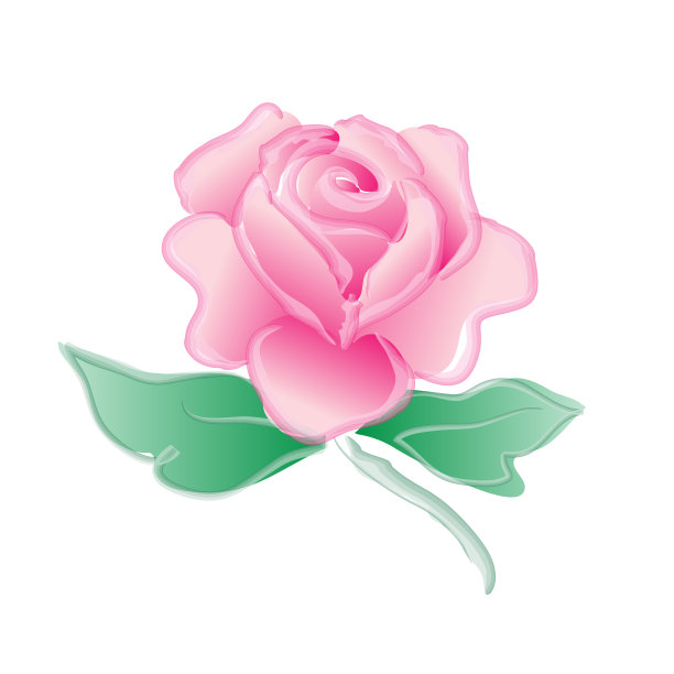 水彩玫瑰画在白色的背景图片下载