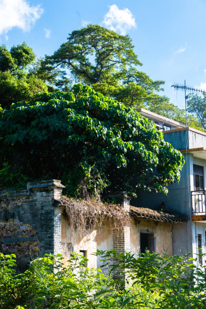 峰坑及鹿颈村景色图片下载