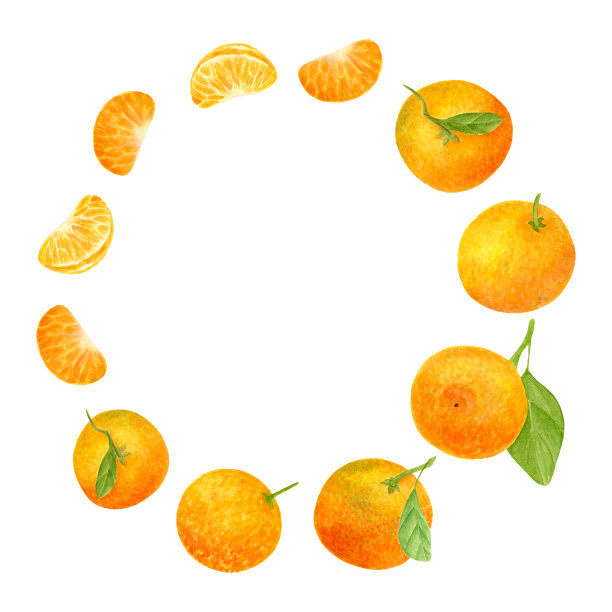 水彩橘圆框。手绘水果花环与橙子，切片和树叶。柑橘模板横幅包装，卡片孤立在白色背景上。图片下载