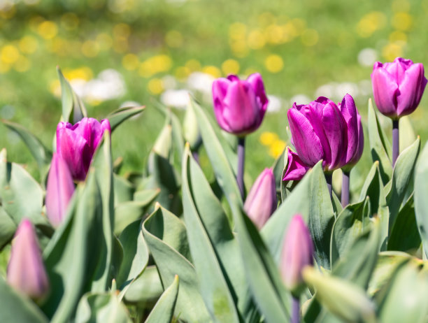许多紫色的花，郁金香，迪迪埃的郁金香或花园郁金香在春天图片下载