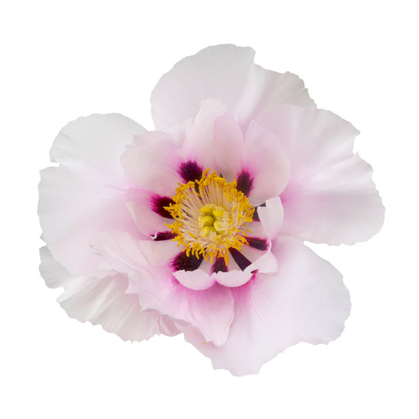 微距照片白树牡丹在白色孤立的背景。图片下载