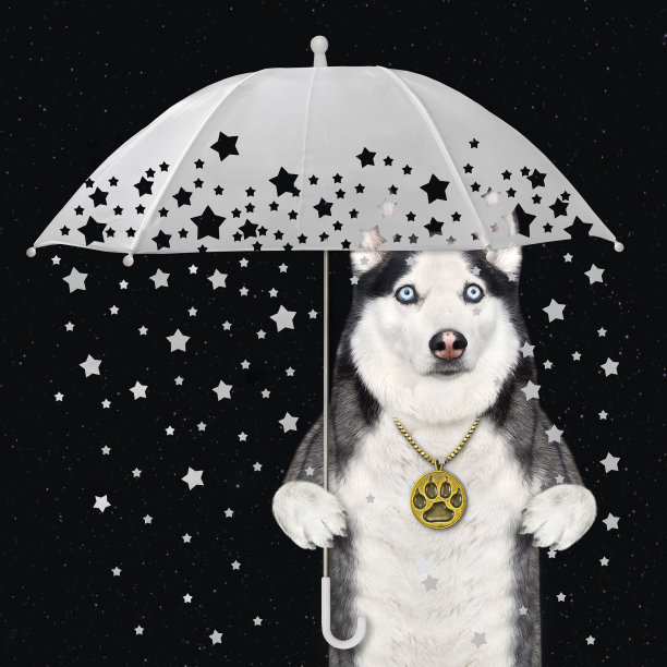 狗哈士奇伞下的星星图片下载