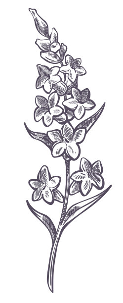 花枝上的薰衣草花图片下载