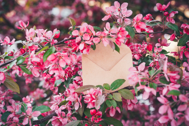 信封以盛开的樱桃为背景。春天的作文。贺卡模型。选择的重点图片下载
