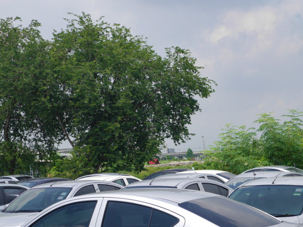 许多汽车的车顶以自然为背景图片下载