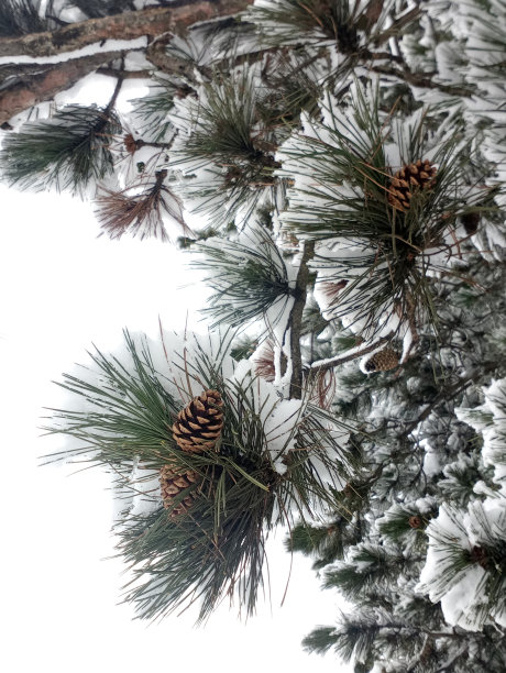 有雪和松果的松树。图片下载