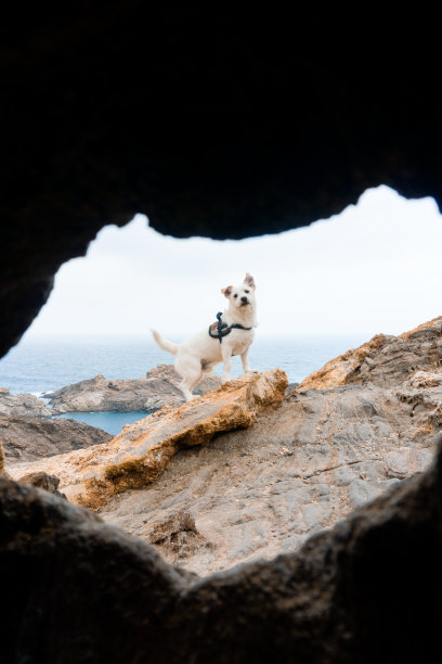 一只狗在爬山图片下载