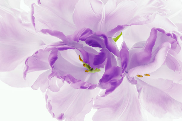 美丽的鹦鹉郁金香特写。程式化的形象在紫色调图片下载