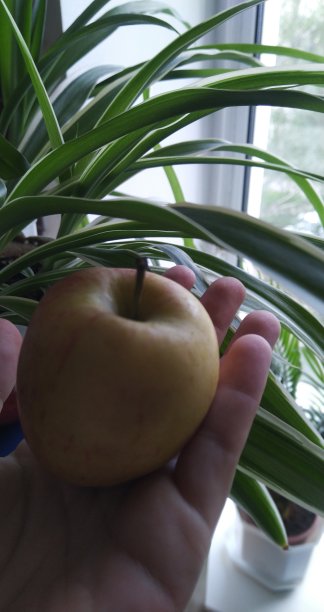 素食餐图片下载