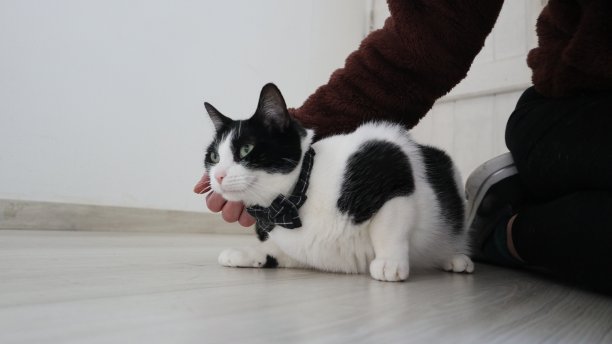 可爱的黑白相间的猫放松在客厅和一个女人图片下载