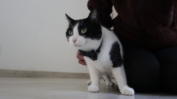 可爱的黑白相间的猫放松在客厅和一个女人图片下载