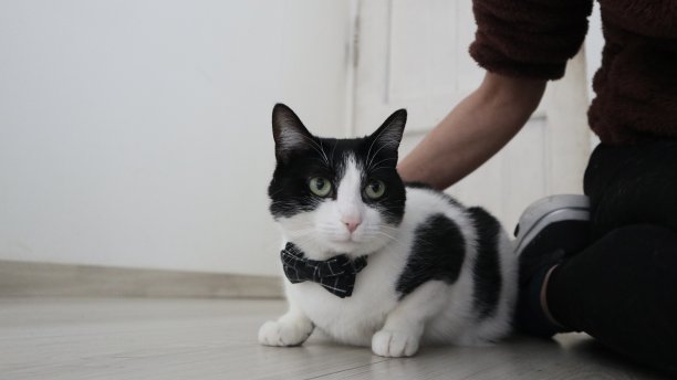 可爱的黑白相间的猫放松在客厅和一个女人图片下载