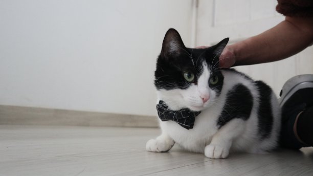 可爱的黑白相间的猫放松在客厅和一个女人图片下载