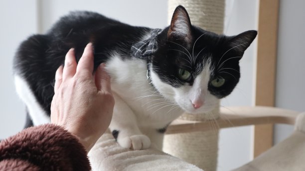 可爱的黑白相间的猫放松在客厅和一个女人图片下载