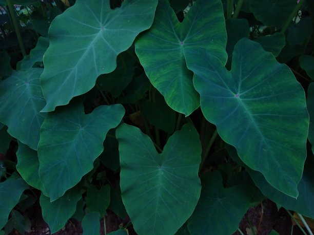在森林中有芋头植物(Colocasia esculenta)，叶子绿色图片下载