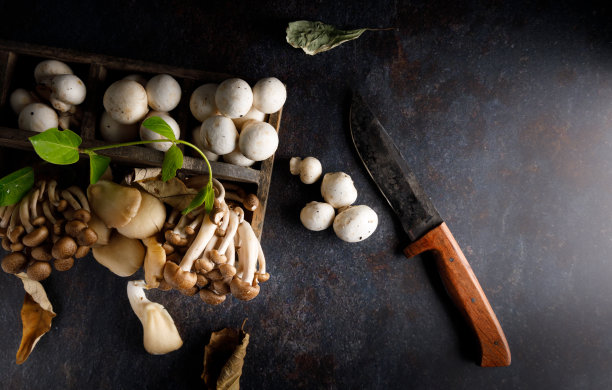 各种可食用蘑菇。图片下载