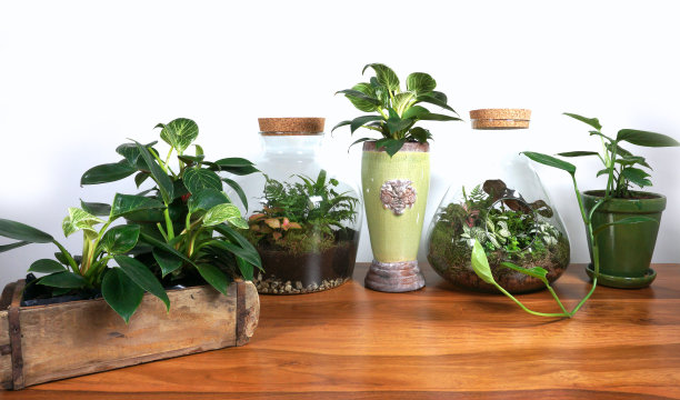 不同的室内植物在客厅的桌子上装饰时尚的组成家花园绿色工业室内。城市丛林内部与室内植物。绿色理念的杂志。图片下载
