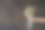 黑色背景下，女性手握婚礼花束图片下载