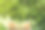 在一棵开花的苹果树的背景上，以一颗心的形式打开书页图片下载