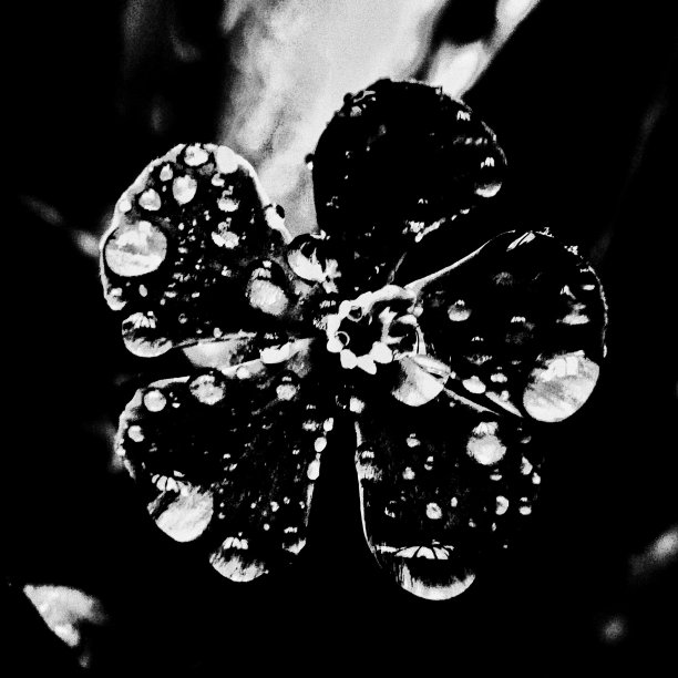 黑白花图片下载