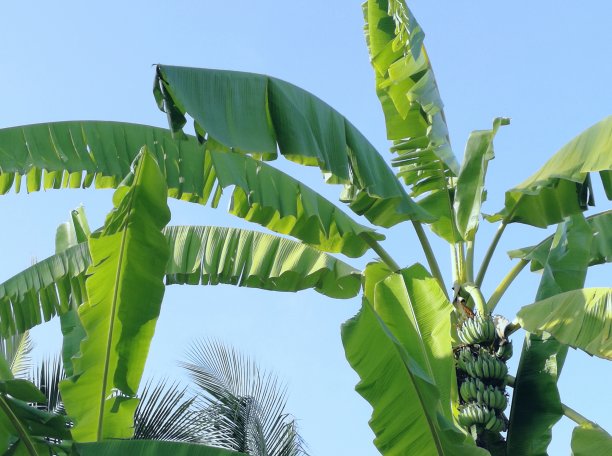 香蕉树映衬着蓝天图片下载