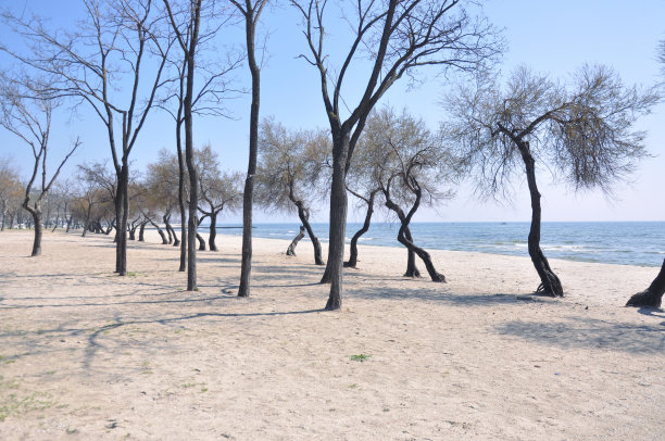 海滩上有树作背景。图片下载