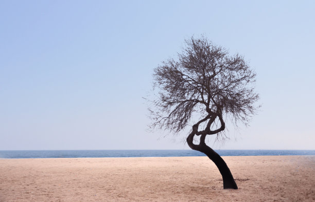 单树的剪影。图片下载