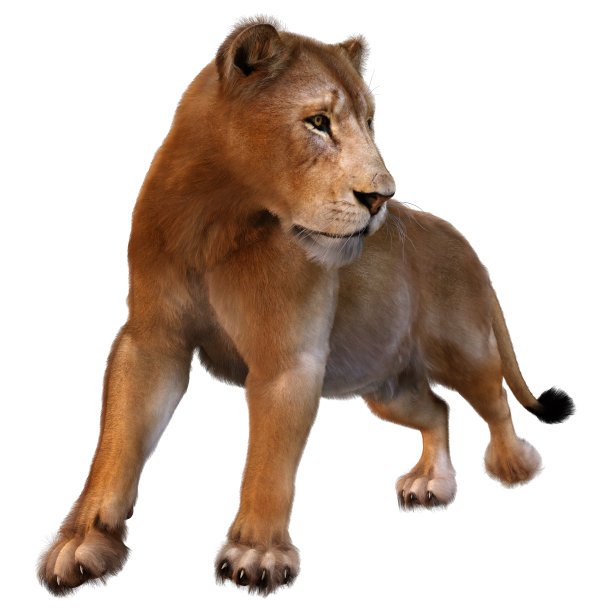 3D插图雌狮子在白色图片下载