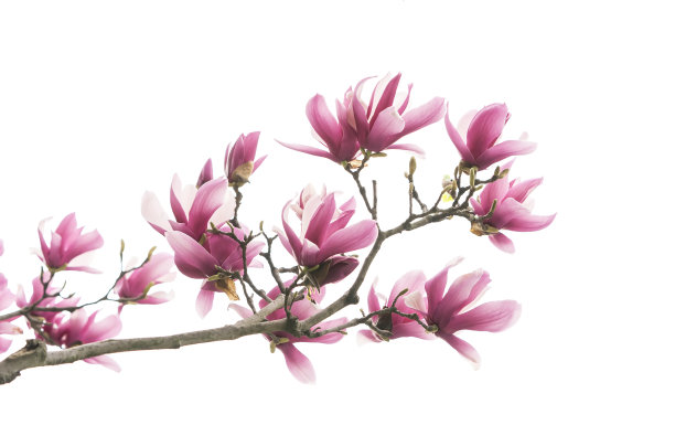 白玉兰花孤立在白色上图片下载