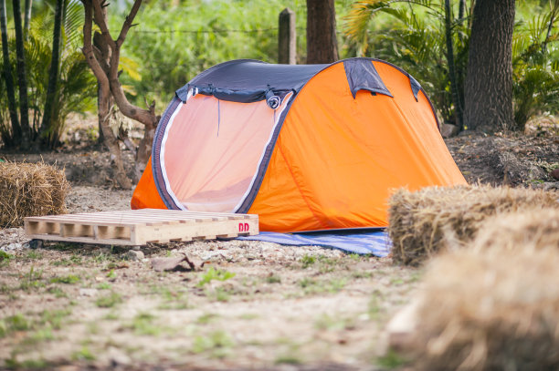 在松林下露营和帐篷图片下载