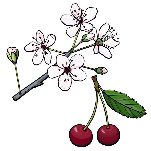 樱花和樱桃图片下载