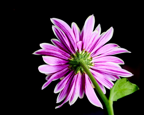 菊花生长在黑色的背景图片下载